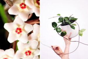 Prachtige keuken hangplant Hoya, ook wel Wasbloem - Feey & Claud Richmond, Unsplash